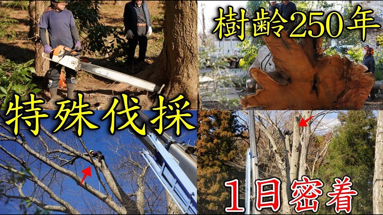 【木が倒れる瞬間】チェーンソーで巨大な木を伐採！林業の現場に密着　Follow the Tree Climber: Cutting Down a 25-Meter, 250-Year-Old Tree
