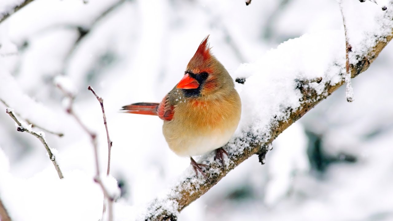 Birds in Snowfall & Ice -  Winter Wonderland🐦❄️ 🦅Bird Scenes & Sounds for Relaxation