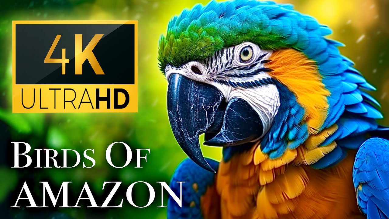 Birds of Amazon 4K - Birds That Call The Jungle Home | Amazon Rainforest | Scenic Relaxation Film