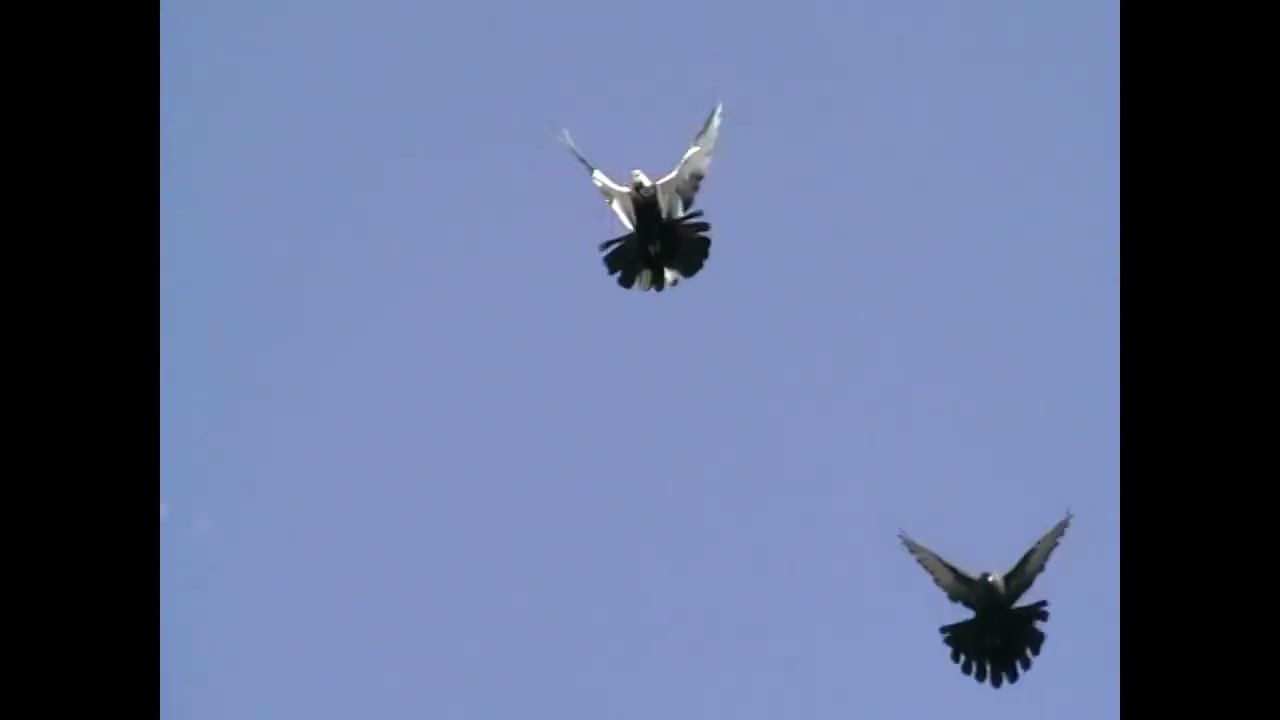 MOV001
