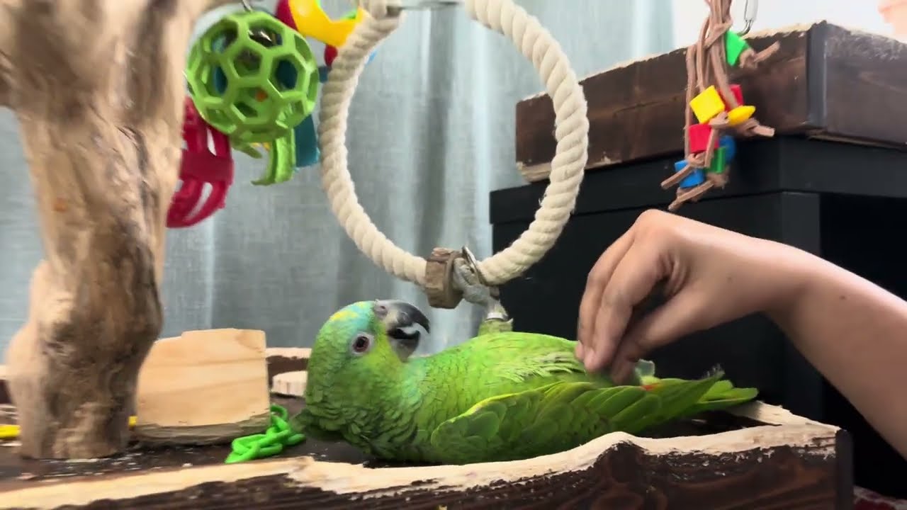 The cutest Amazon parrot 🦜 Raisona 
