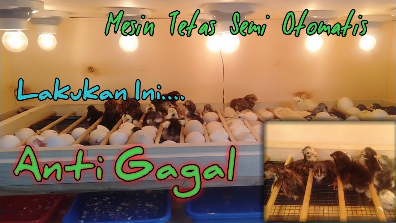 Cara menggunakan mesin tetas semi otomatis || eeg