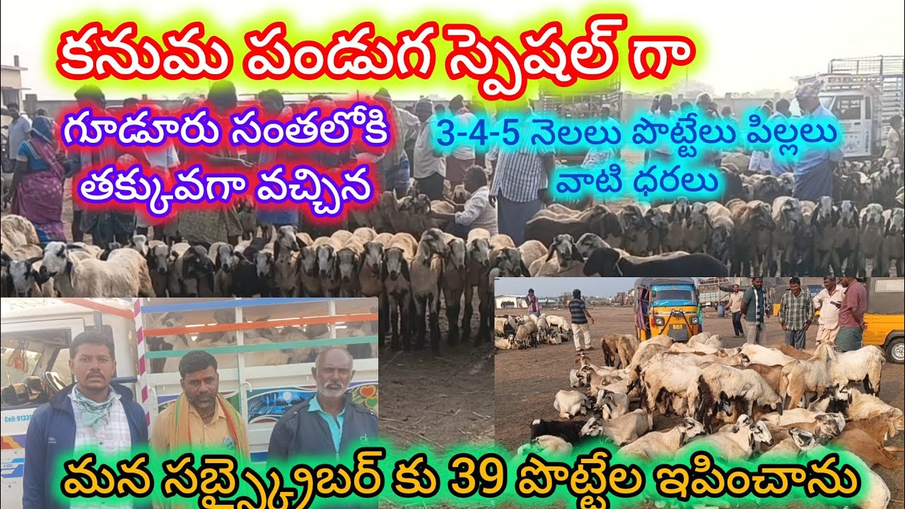 గూడూరు సంత ఉంది కానీ పిల్లలు లేవు ఈ వారం పొట్టేలు పిల్లలు వాటి ధరలు#gudur sheep goats market 16-1-26