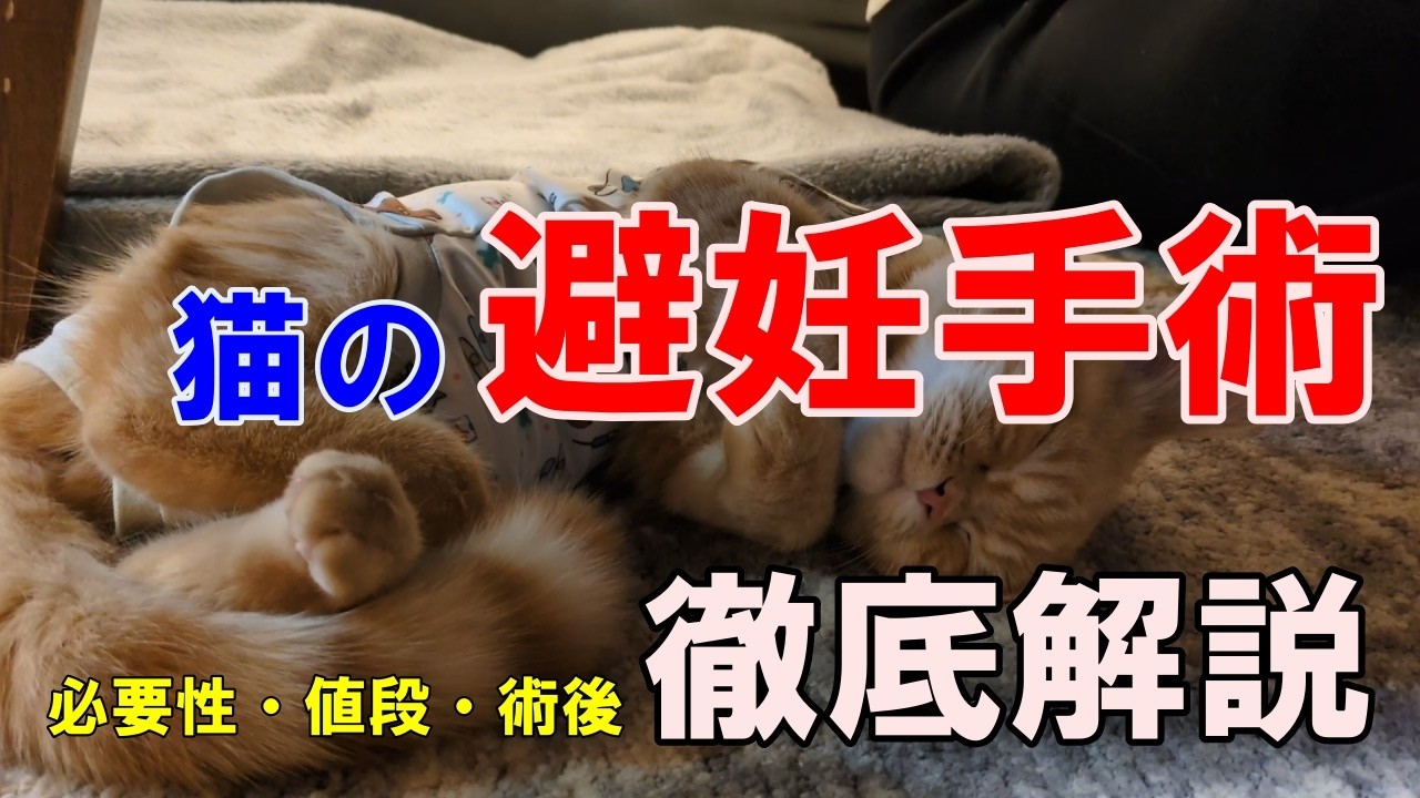 生後6カ月の子ネコ『避妊手術』を受けて来た詳細を解説します #cat #避妊手術 #不妊手術