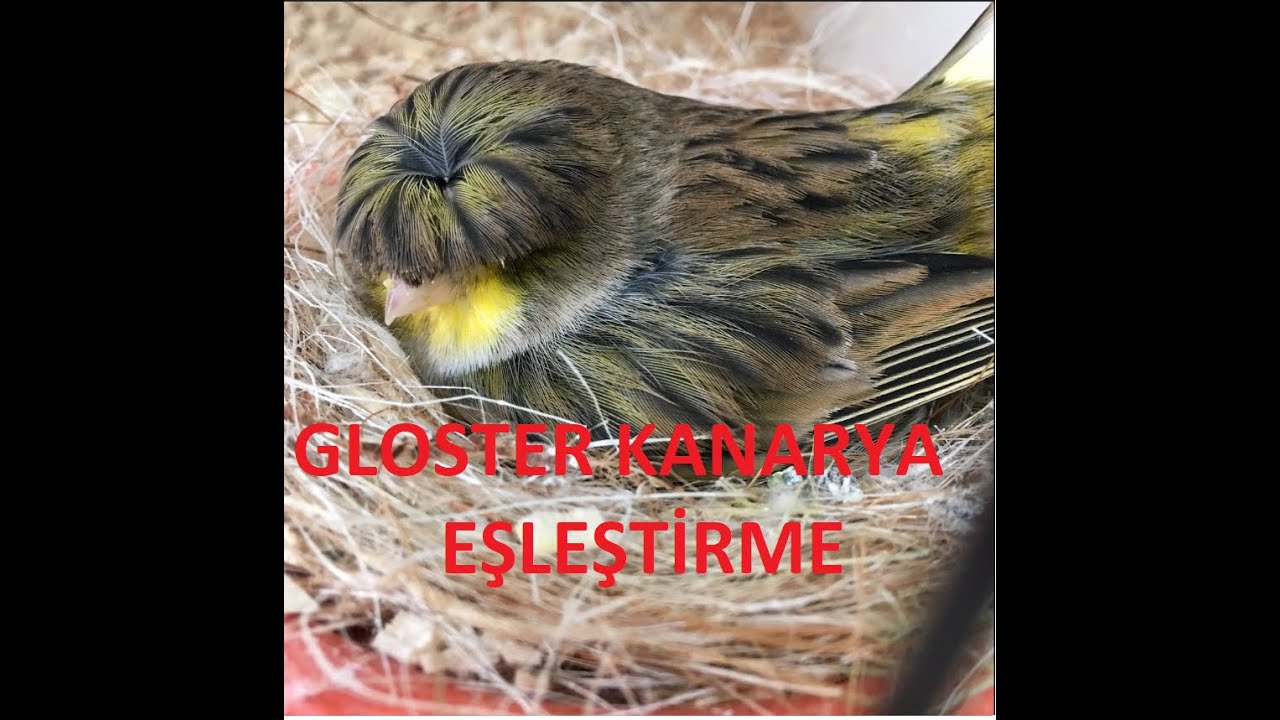 Gloster Eşleştirme(Gri Erkek-Sarı Dişi Eşleştirmesi,Sıyah Beyaz Yavru Almanın Yolları)