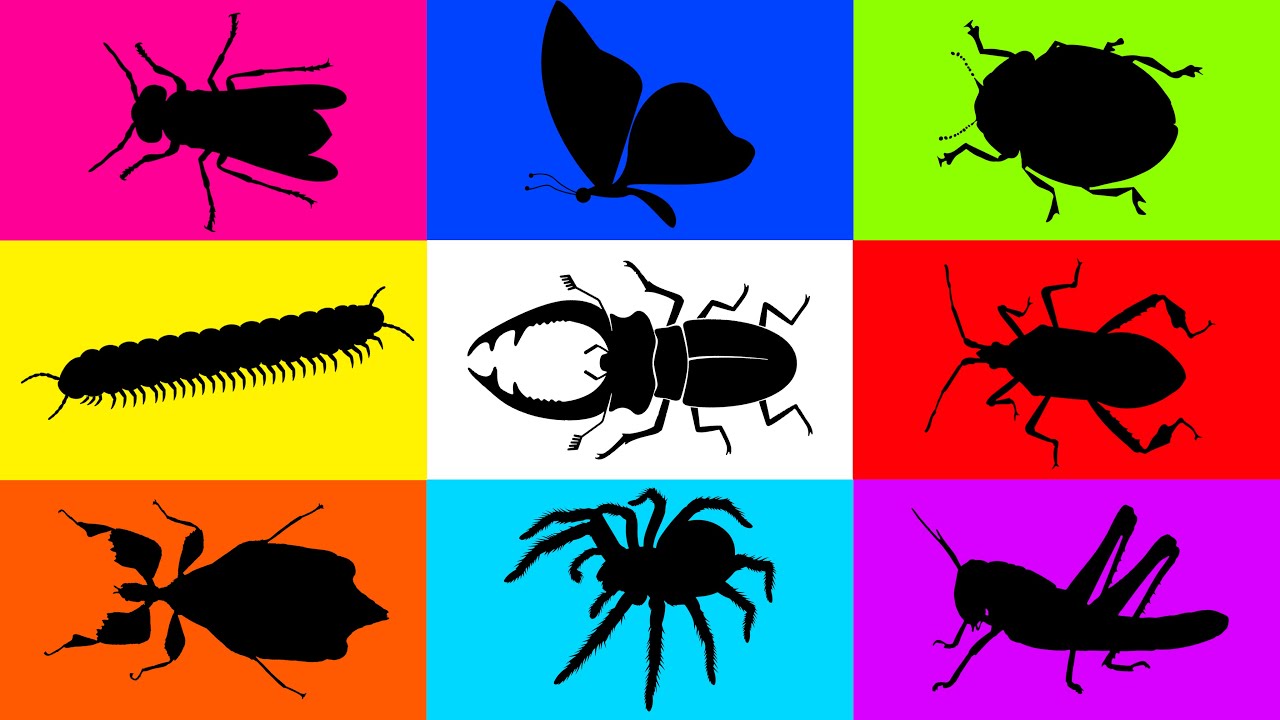 Insect: Zebra Stag Beetle, Robberfly, Leaf Insect, Tarantula, Footed bug, Ladybug, Grasshopper......