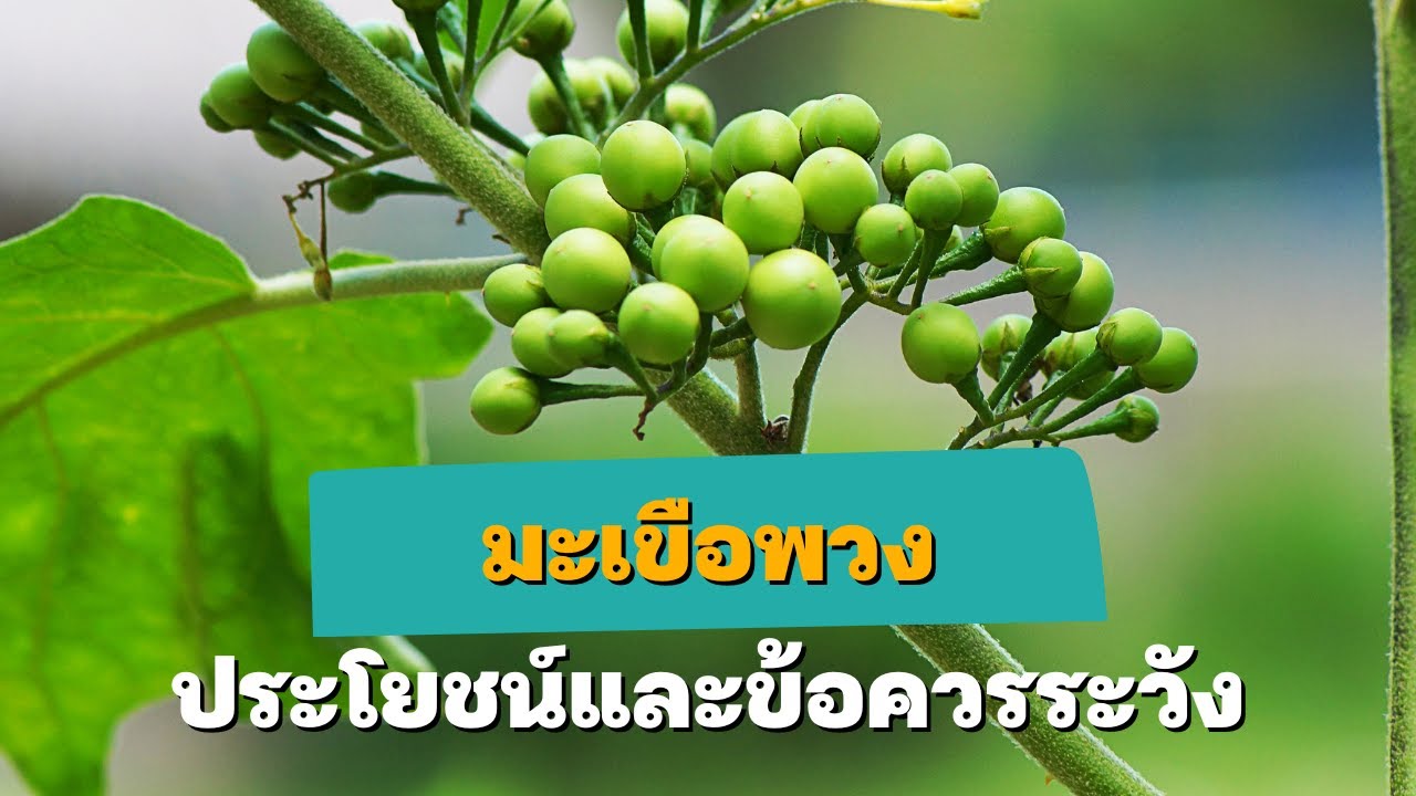 สุขศึกษาน่ารู้ EP84 : ประโยชน์ของมะเขือพวง และข้อควรระวัง