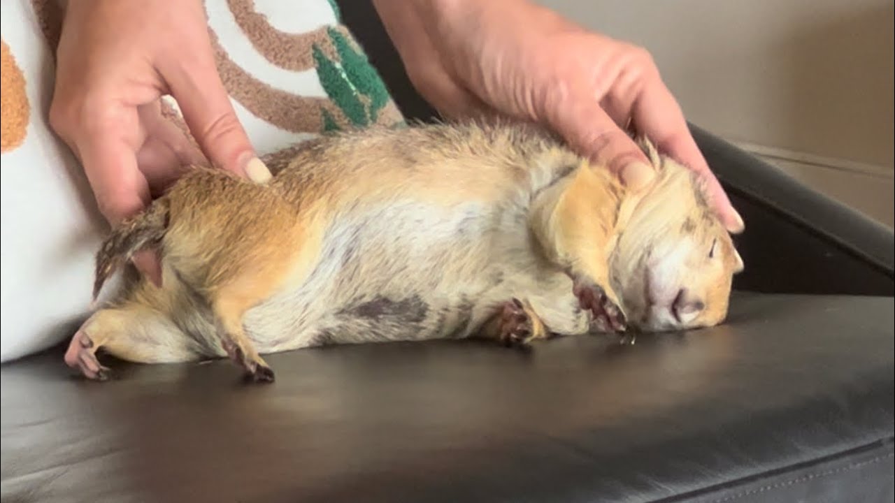 Prairie Dog gets full body massage