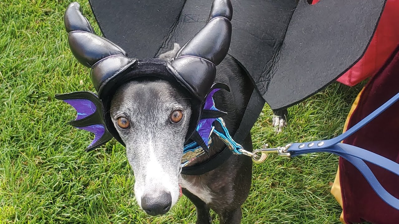 Greyhound Gathering - Rooing, stretching, running, oh my! The Greyt Shivoo, 2023, as seen by Lily
