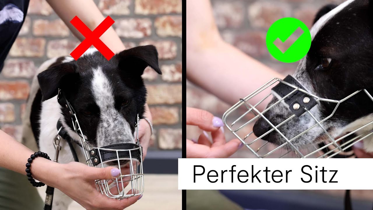 VETO Ratgeber: Wie sollte ein Maulkorb sitzen?