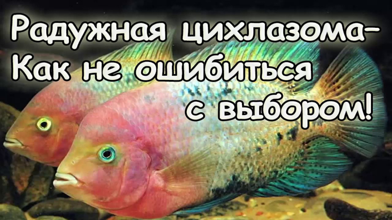 Что необходимо учесть для содержания радужной цихлазомы?