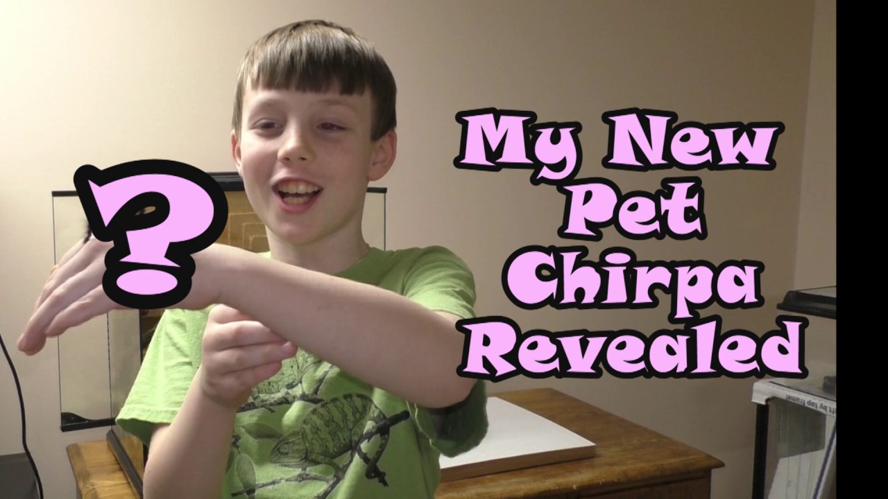 My New Pet Chirpa - Revealed