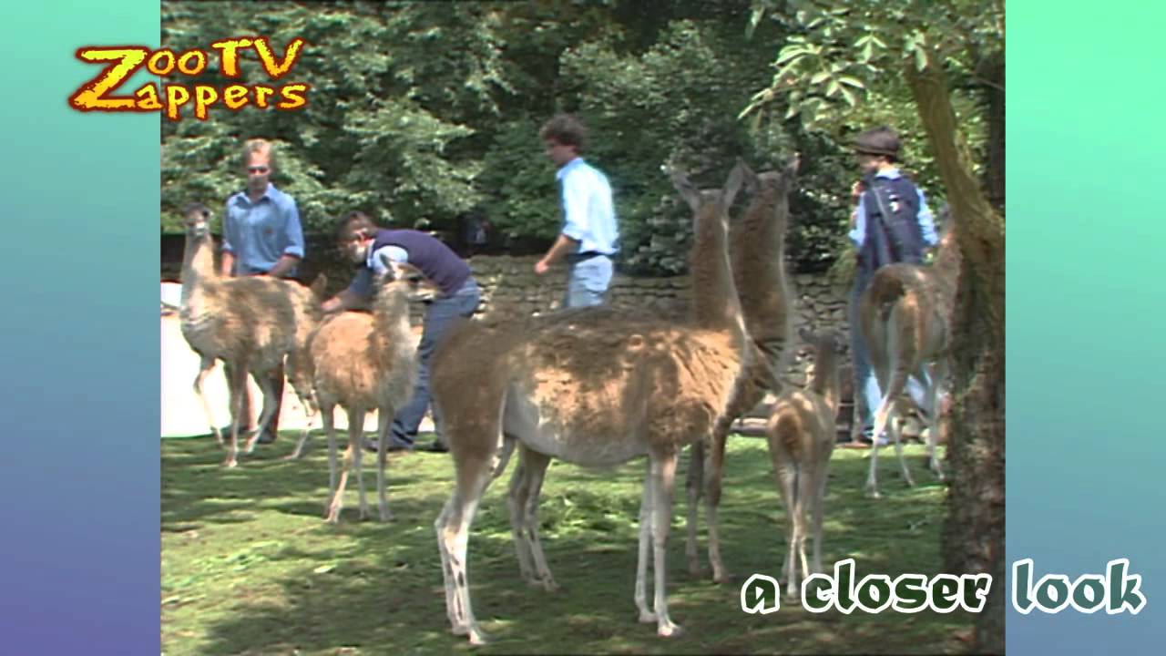 Zoo Safari - birth of a guanaco - lama guanicoe