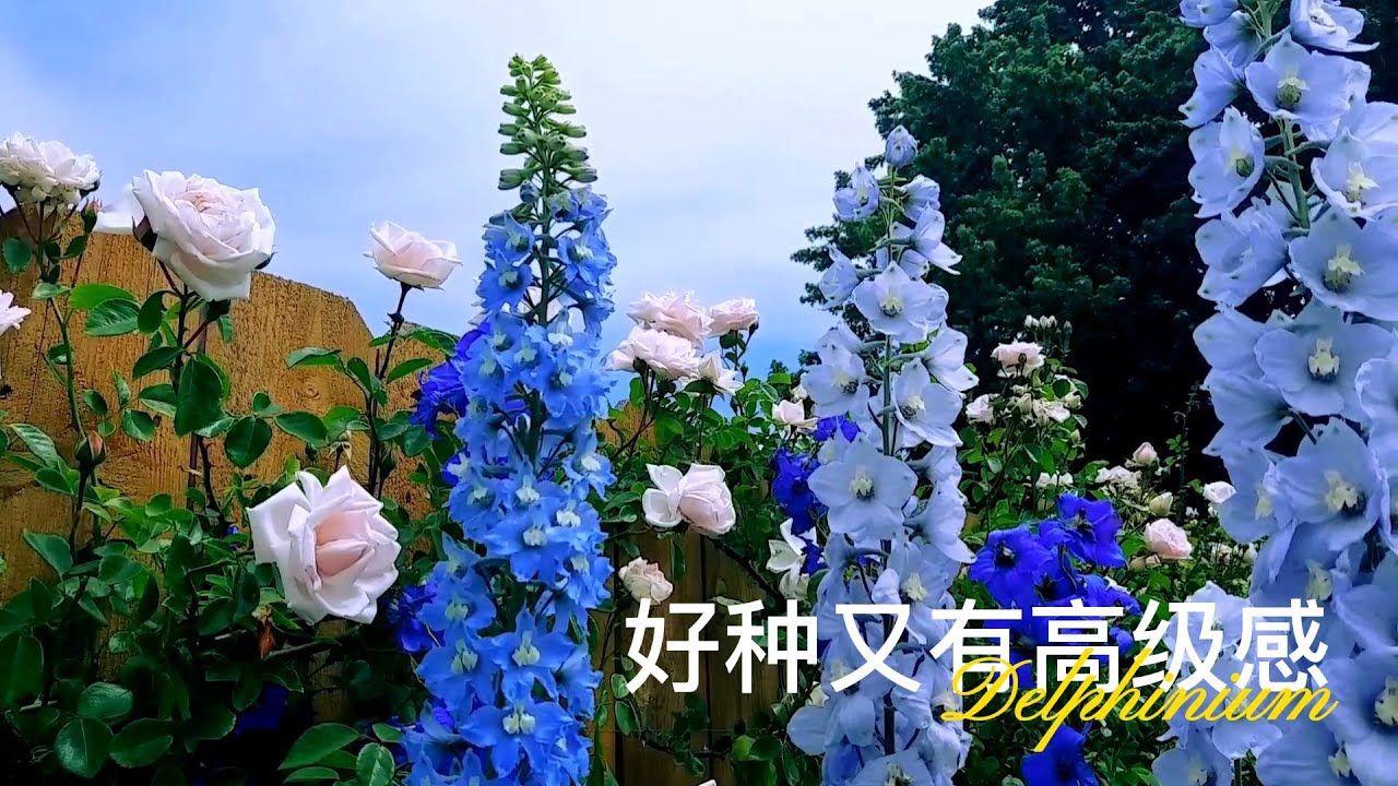 好种又有高级感的大花飞燕草，blue delphinium，秋天是种植的最佳时机。蓝色系花营造一个梦幻花园的氛围。