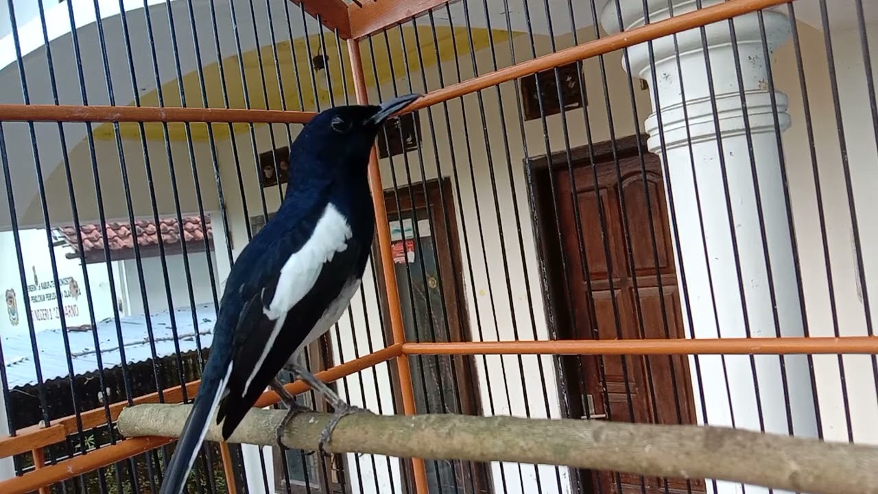 terapi kacer diam langsung nyamber