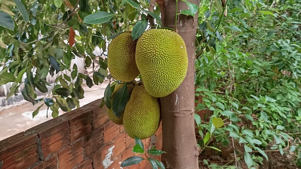 MINHAS ÁRVORES FRUTÍFERAS PRODUZINDO 🥰🥰🥰🍋‍🟩🍊🍊🍍🍍🍍🥝🍒🥭🥭🥭