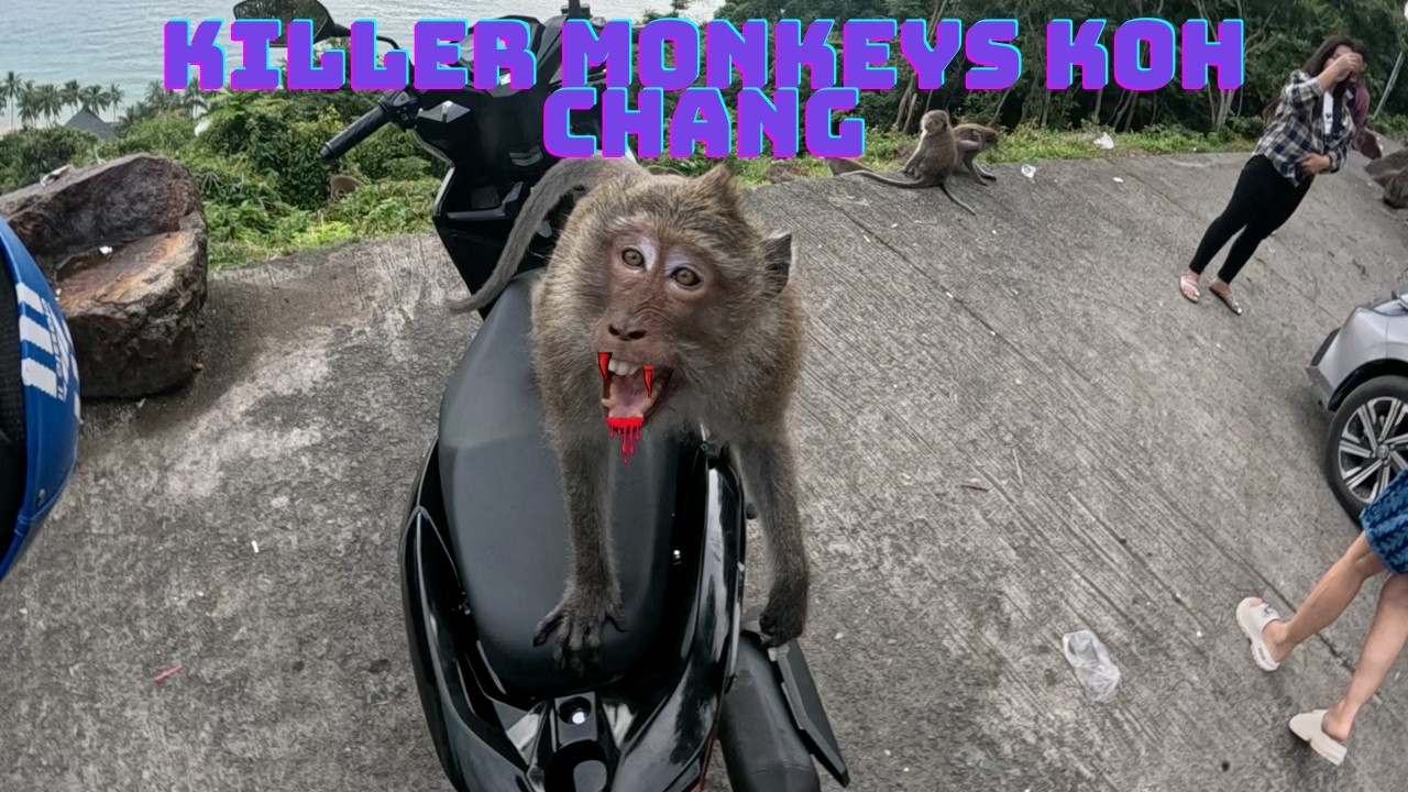 Koh Chang monkeys