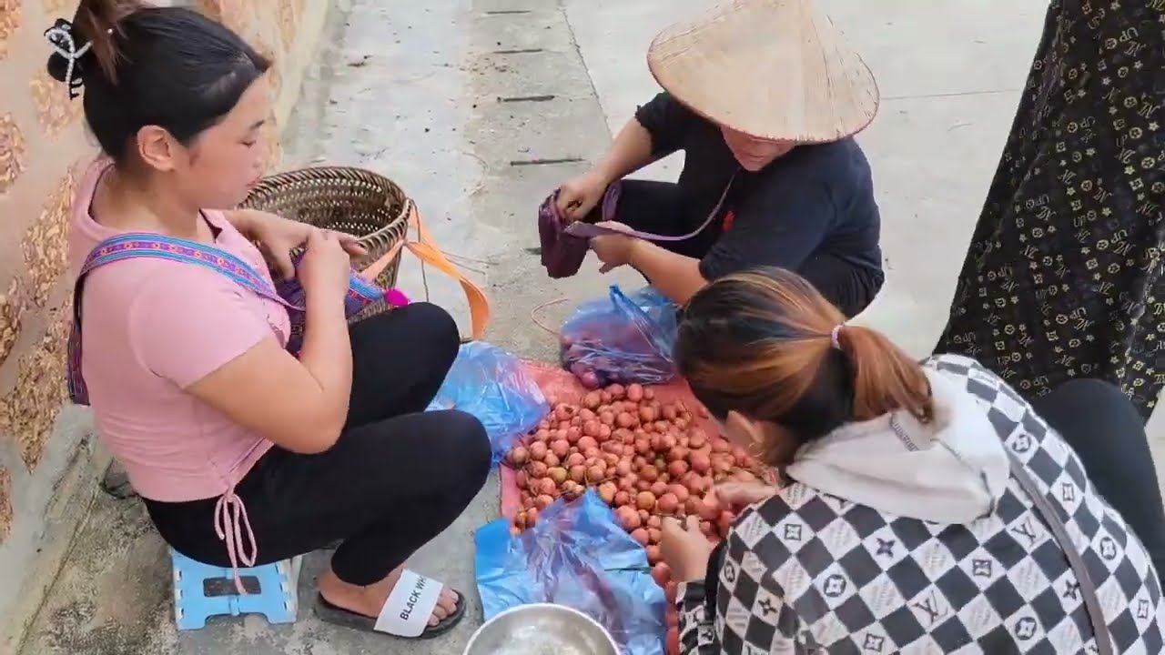 The girl harvests fruit to sell and also works in the garden growing turmeric.