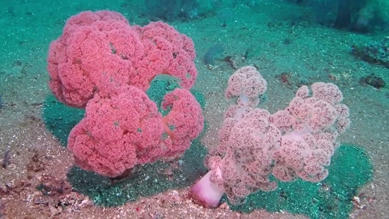 Anilao Coral Reef || Deep Sea Creatures #anilaobatangas