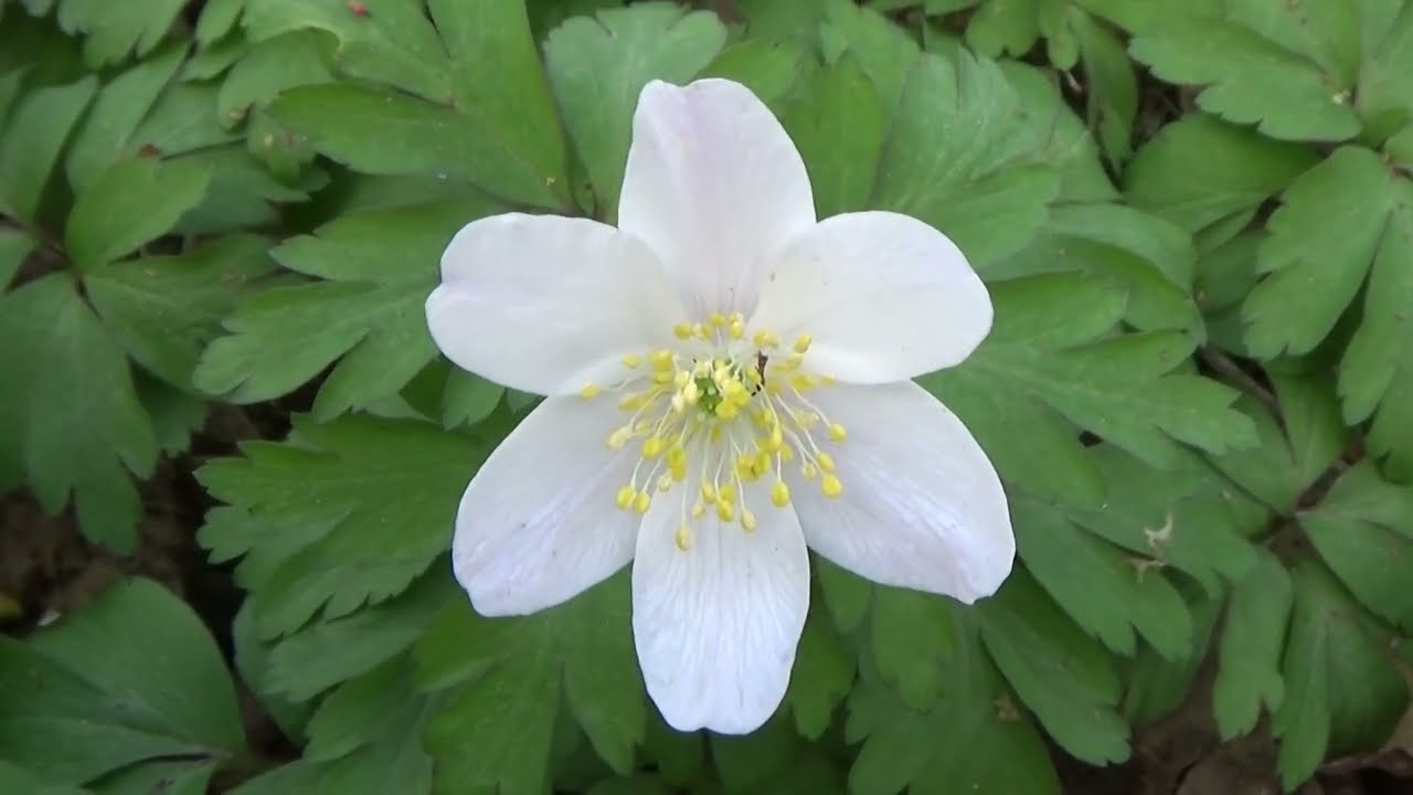 Bosanemoon - Anemone nemorosa