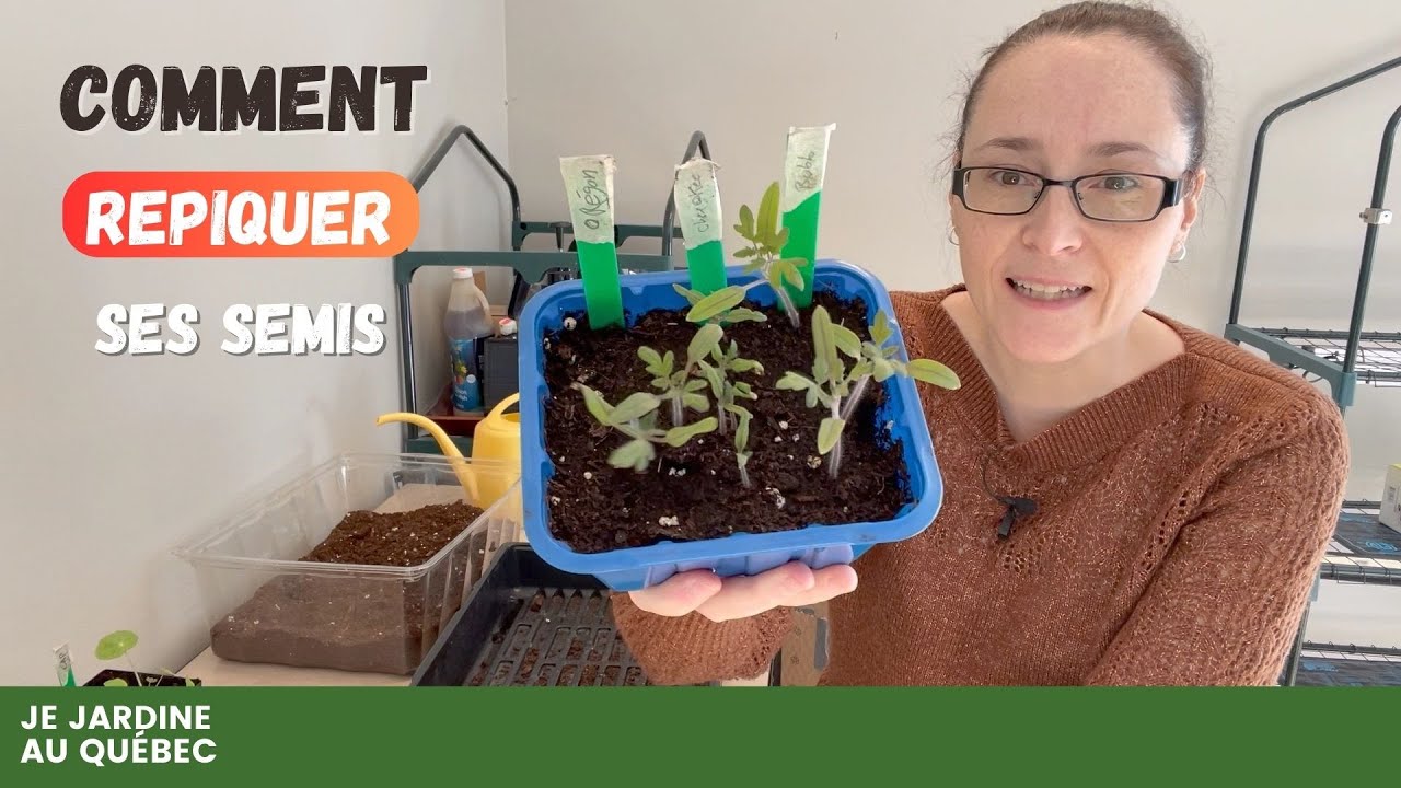 Trucs et astuces pour repiquer des semis: les tomates