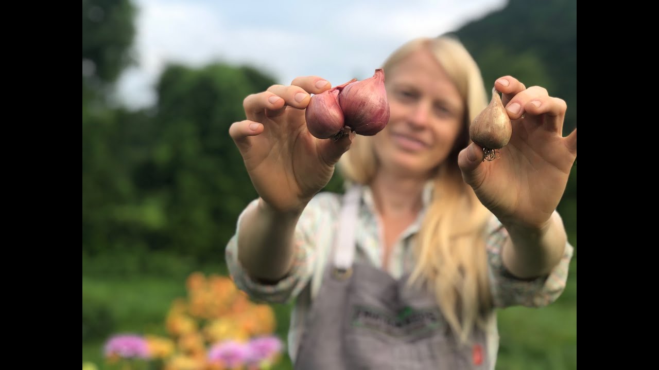 Planting Shallots in Spring
