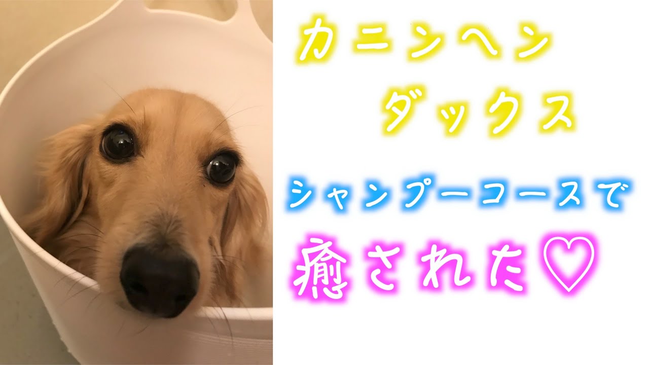 カニンヘンダックスフンドのシャンプーとブロー中が可愛い♡