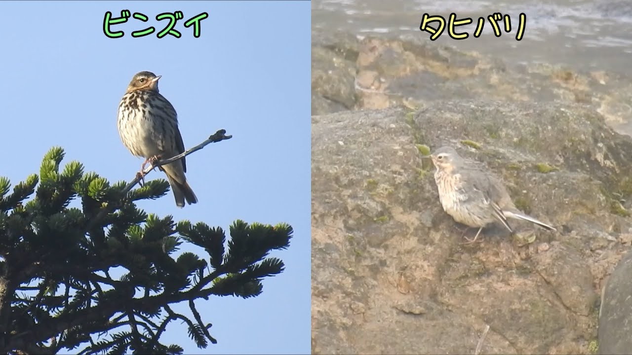 タヒバリとビンズイの比較