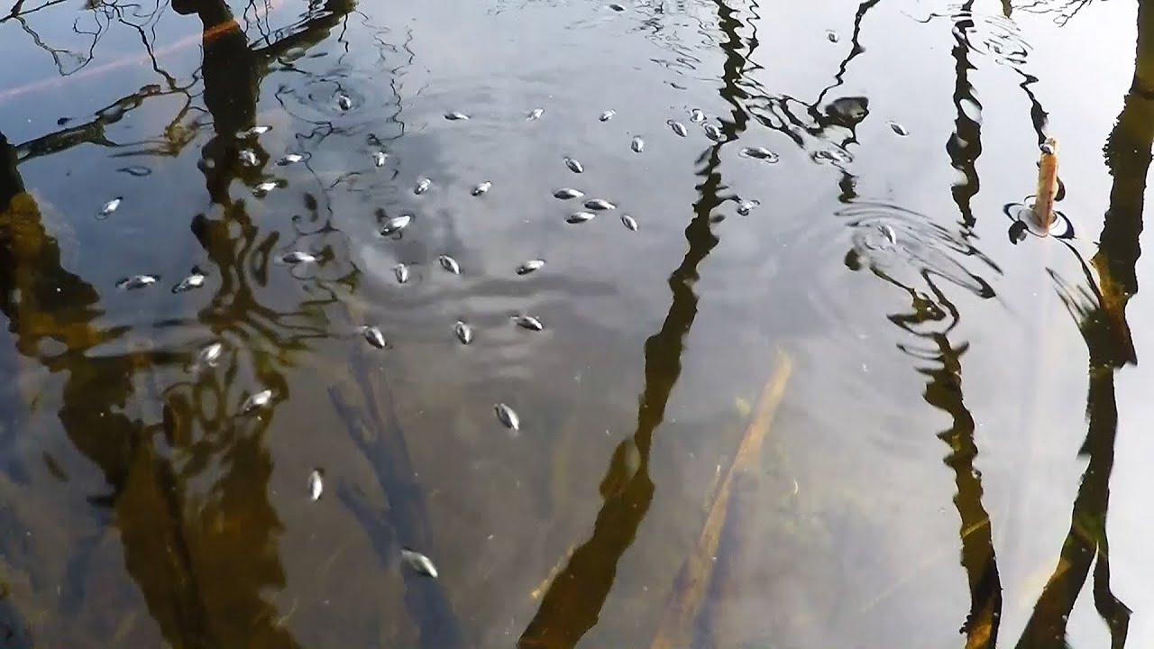Krętak - Whirligig beetle (Gyrinus substriatus)