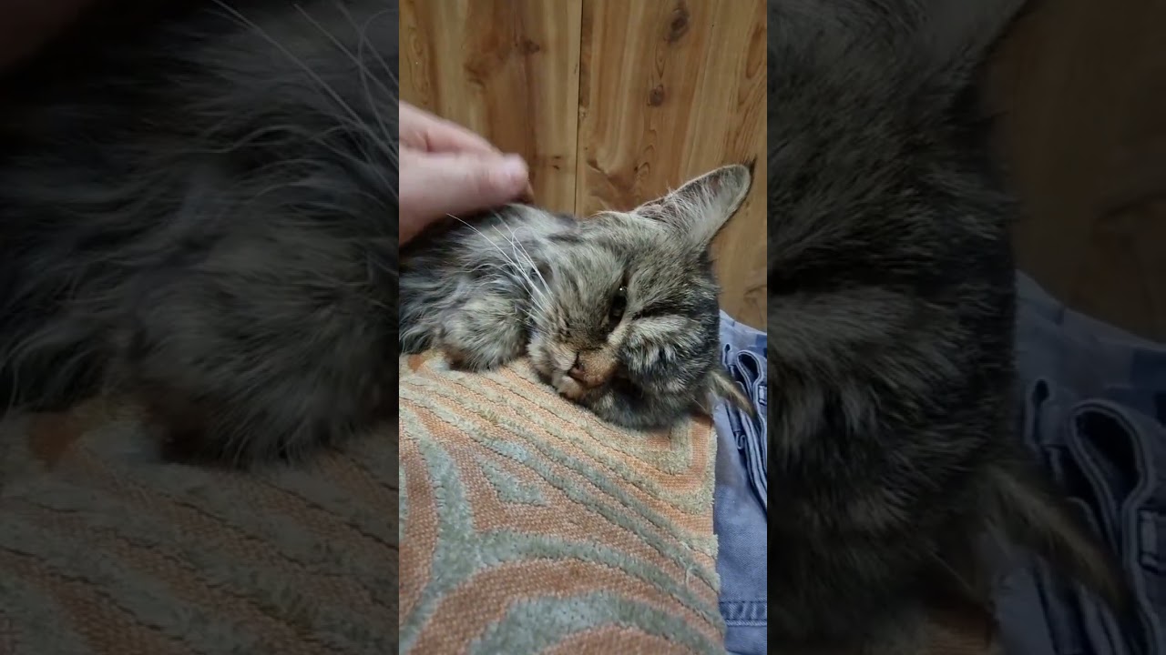 К сожалению, кошку которую нам подкинули!Не удалось спасти! 