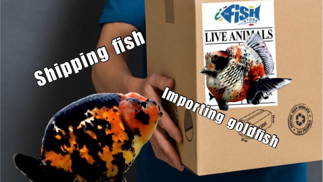 How to import goldfish? (Transhipping)