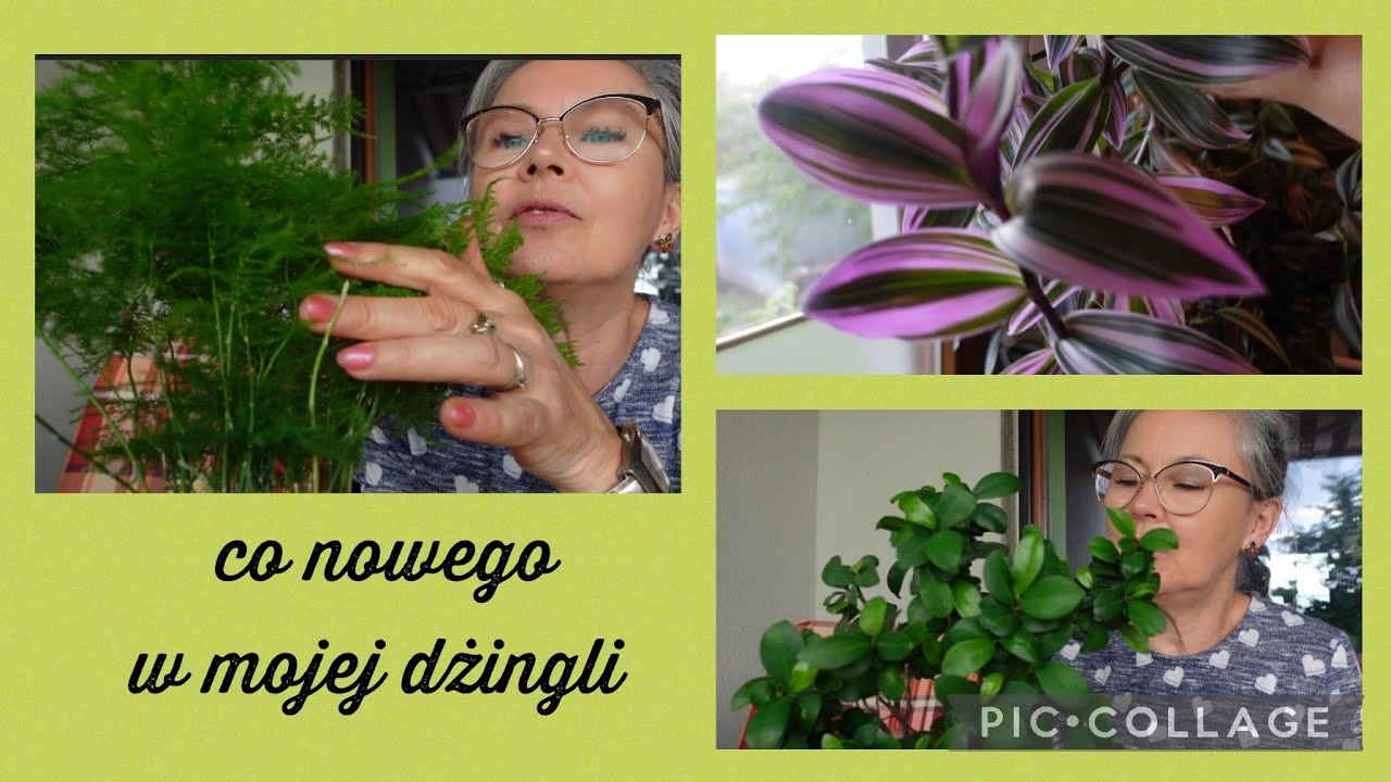 moja domowa dżungla na końcu lata
