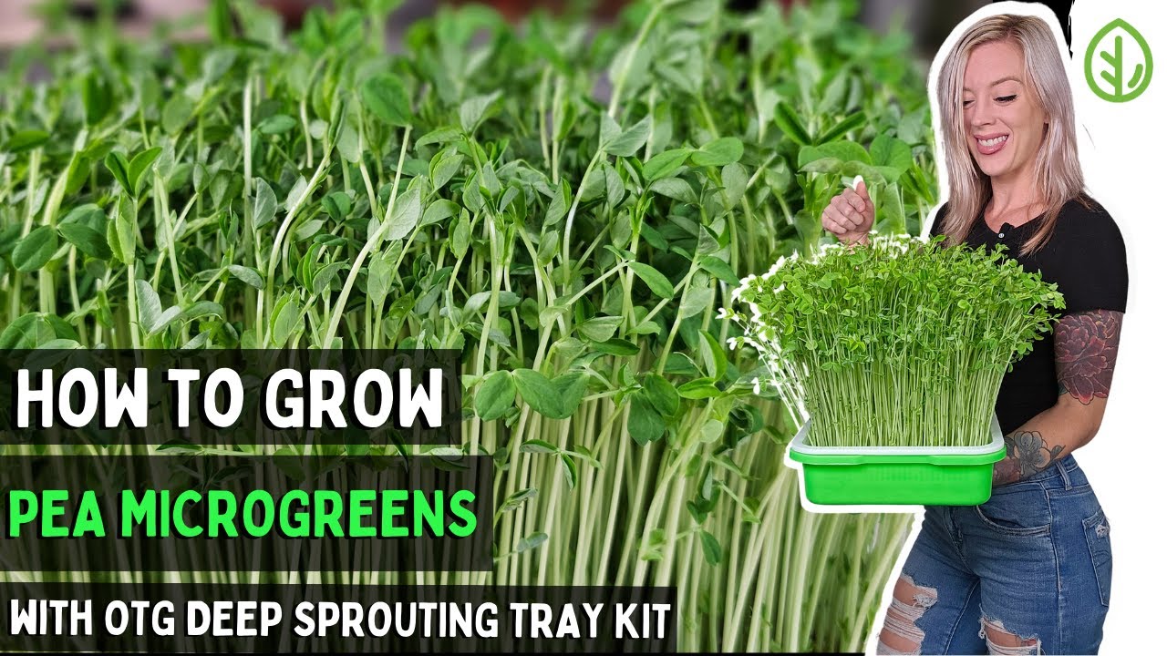 How to grow Pea Microgreens at Home: No Soil