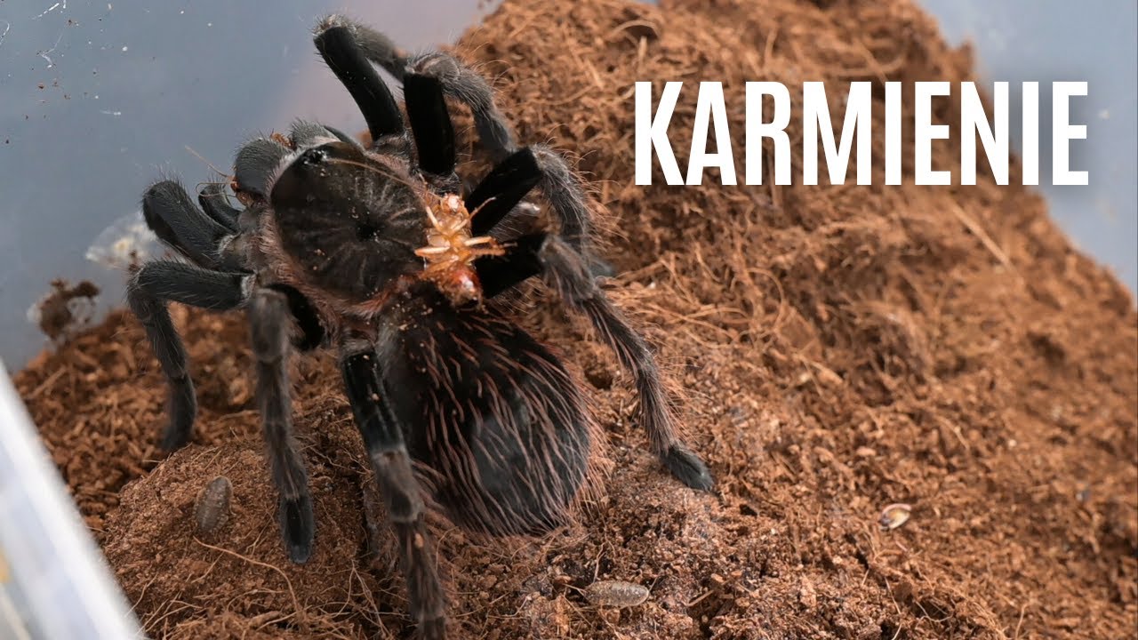 Karaczan od wschodu, pająk robi chodu &ndash; karmienie | arent.pl
