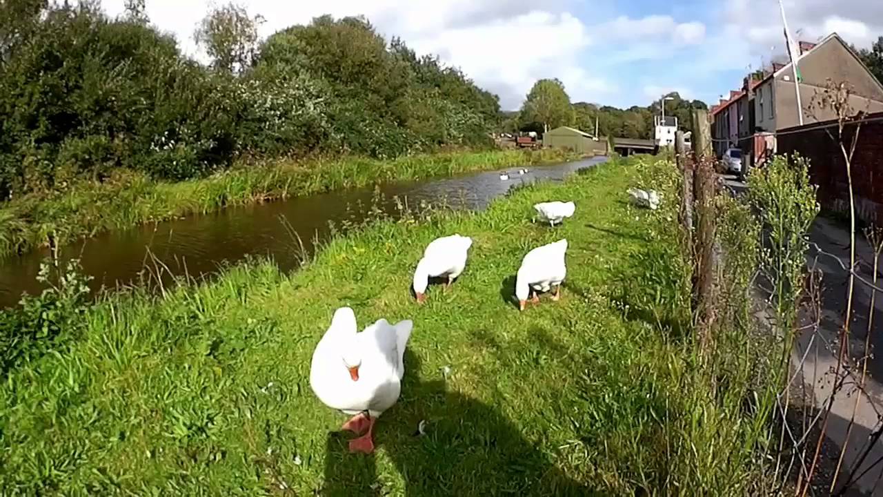 A short walk along the Tennant Canal @ Neath ...