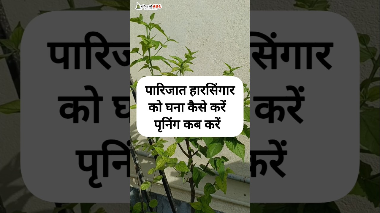 Parijat Harsingar Ko Ghana Kese Kare | Parijat Ki Pruning Kaise Kare