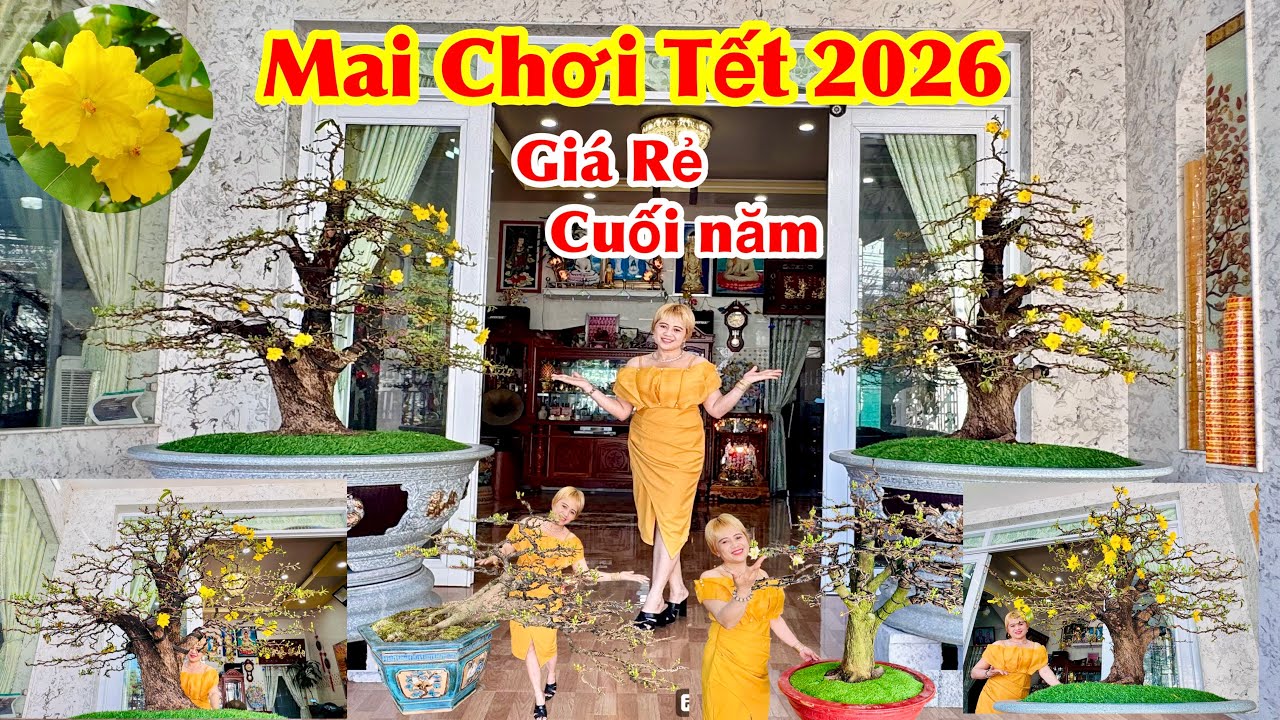Mai vàng #maituquykhung ghép giảo #sieubongsaigon #sieubongbinhloi giá rẻ cuối năm 09/02/2026