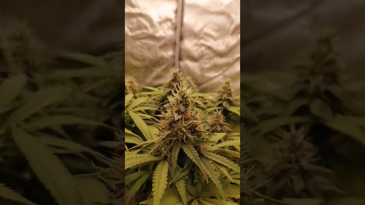 Indoor Grow 25 Cannabis o Marihuana fotoperiodica