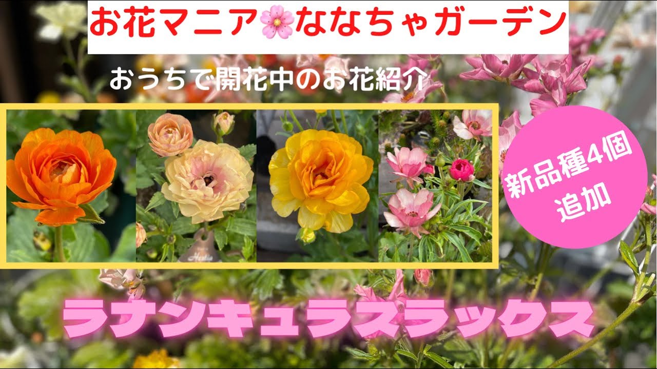 ラナンキュラスラックス新品種4個と家で今開花中のラックスのご紹介★前半部分だけ見て下さい