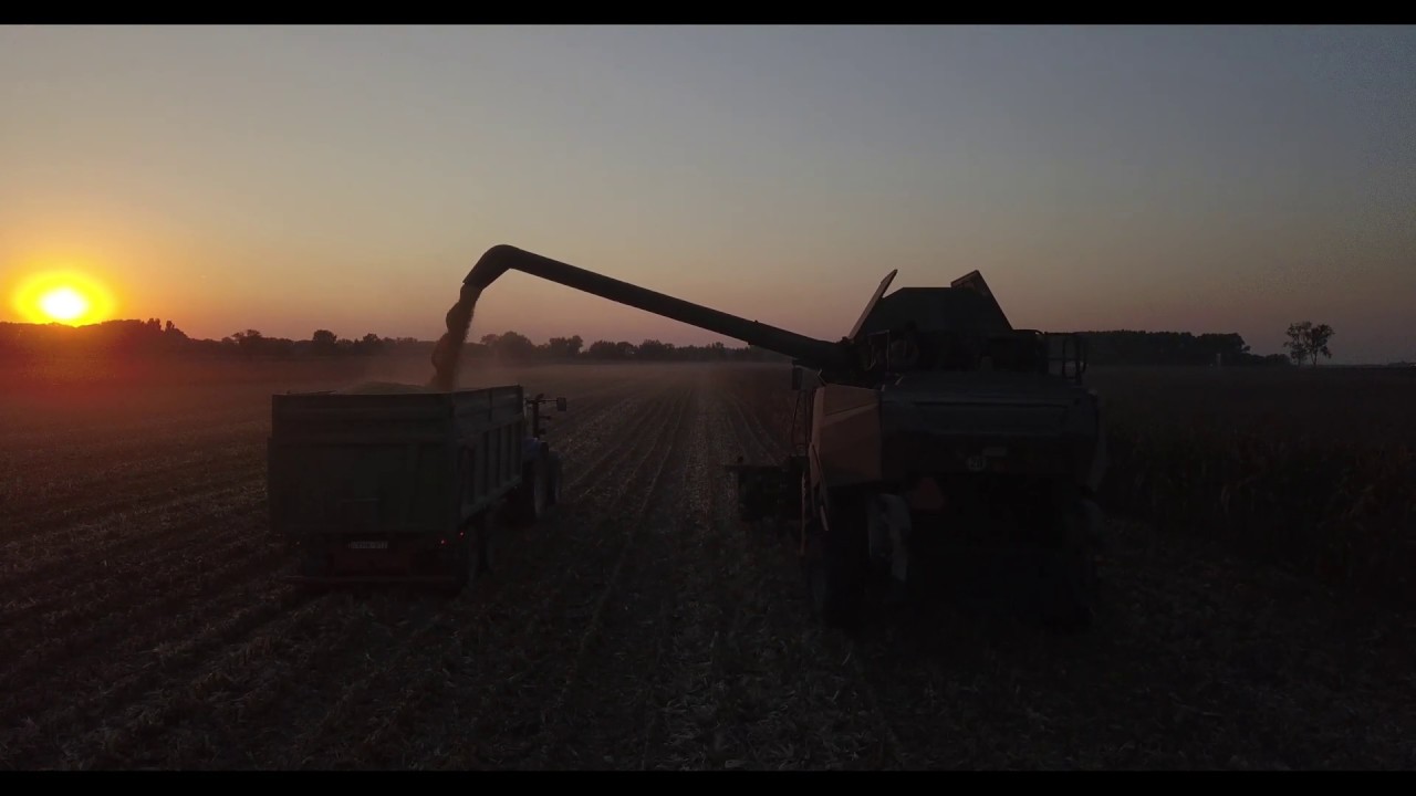 Bácsai Agrár Zrt - Kukorica betakarítás - 2018