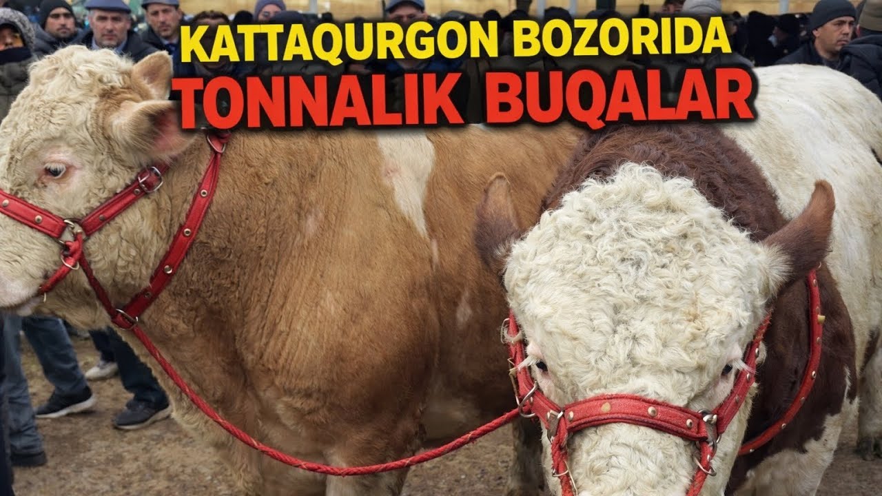 SAMARQAND KATTAQURGON BOZORIGA TONNALIK BUQALAR TUSHDI NARXLAR QIMMAT
