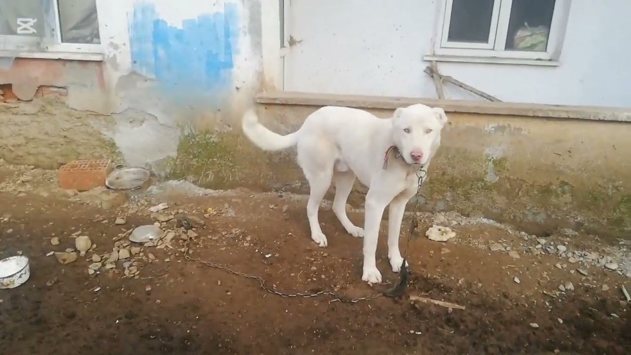 koyunların dogumu başladı köpekleri doyurduk keyifler yerinde