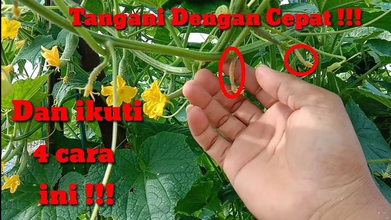 Cara Mengatasi Menguning nya Bakal Buah Timun