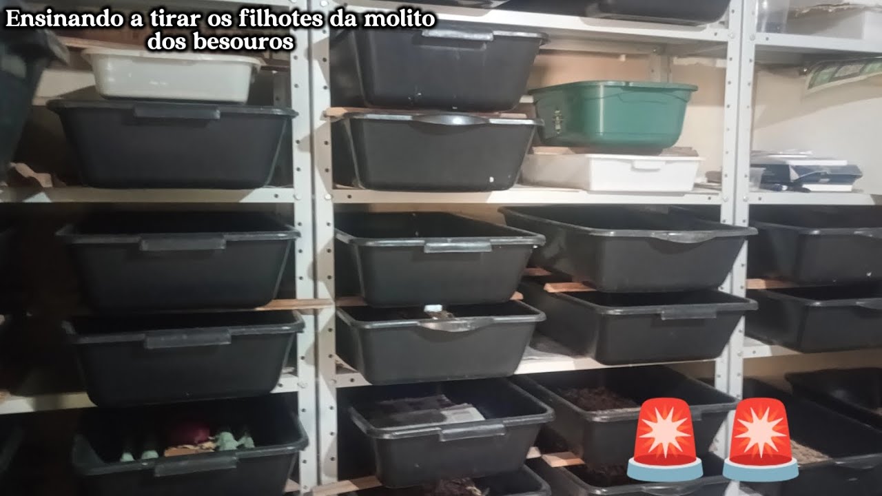 🚨 Ensinando a tirar os filhotes da molito dos besouros 🚨