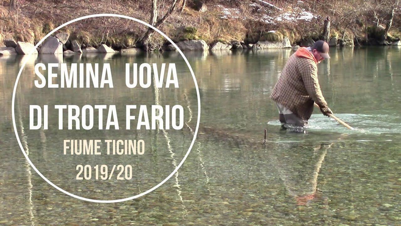 Semina uova di Trota fario 2019 - Club Pescatori a mosca Ticino
