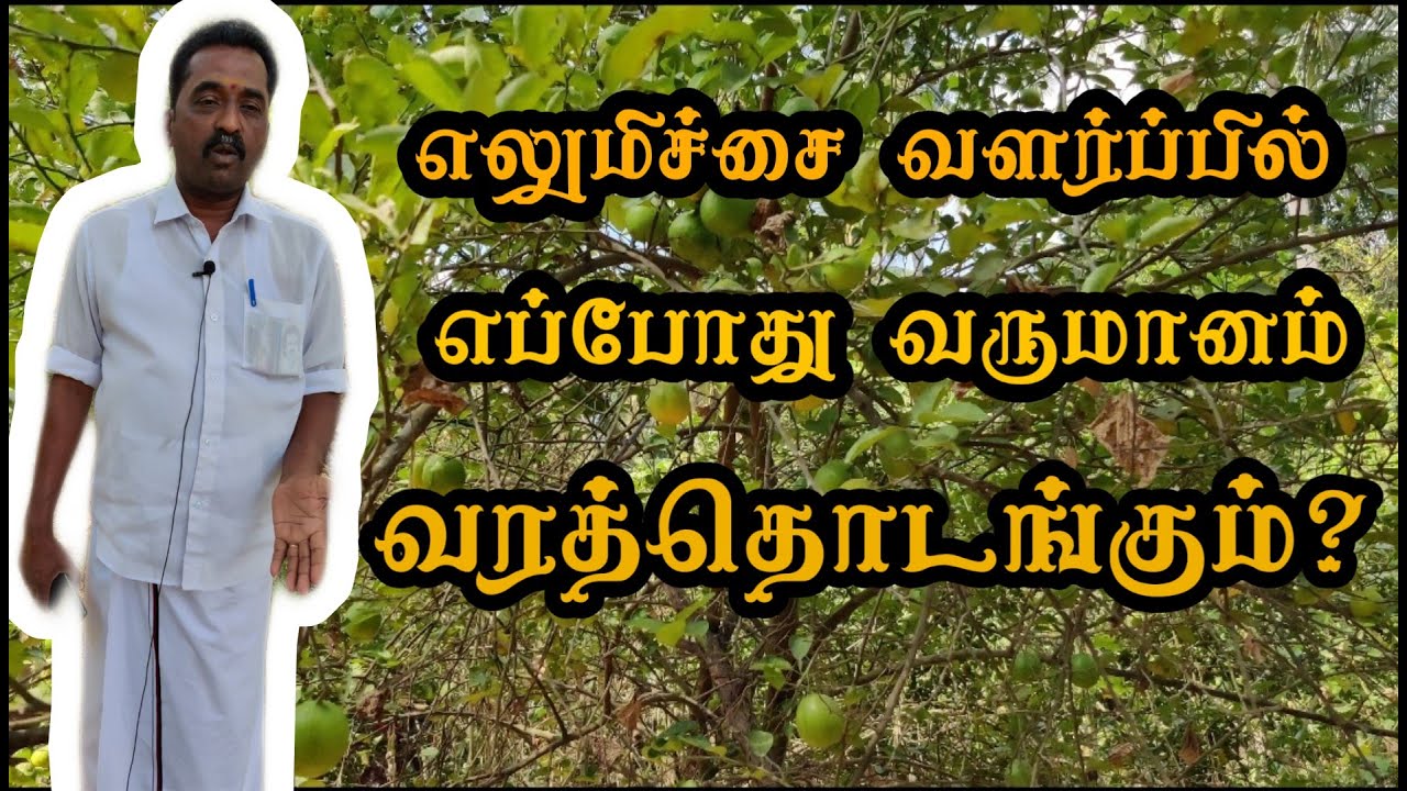 எலுமிச்சை வளர்ப்பு மற்றும் பராமரிப்பு | Lemon Cultivation Part 1 | Vertical Video