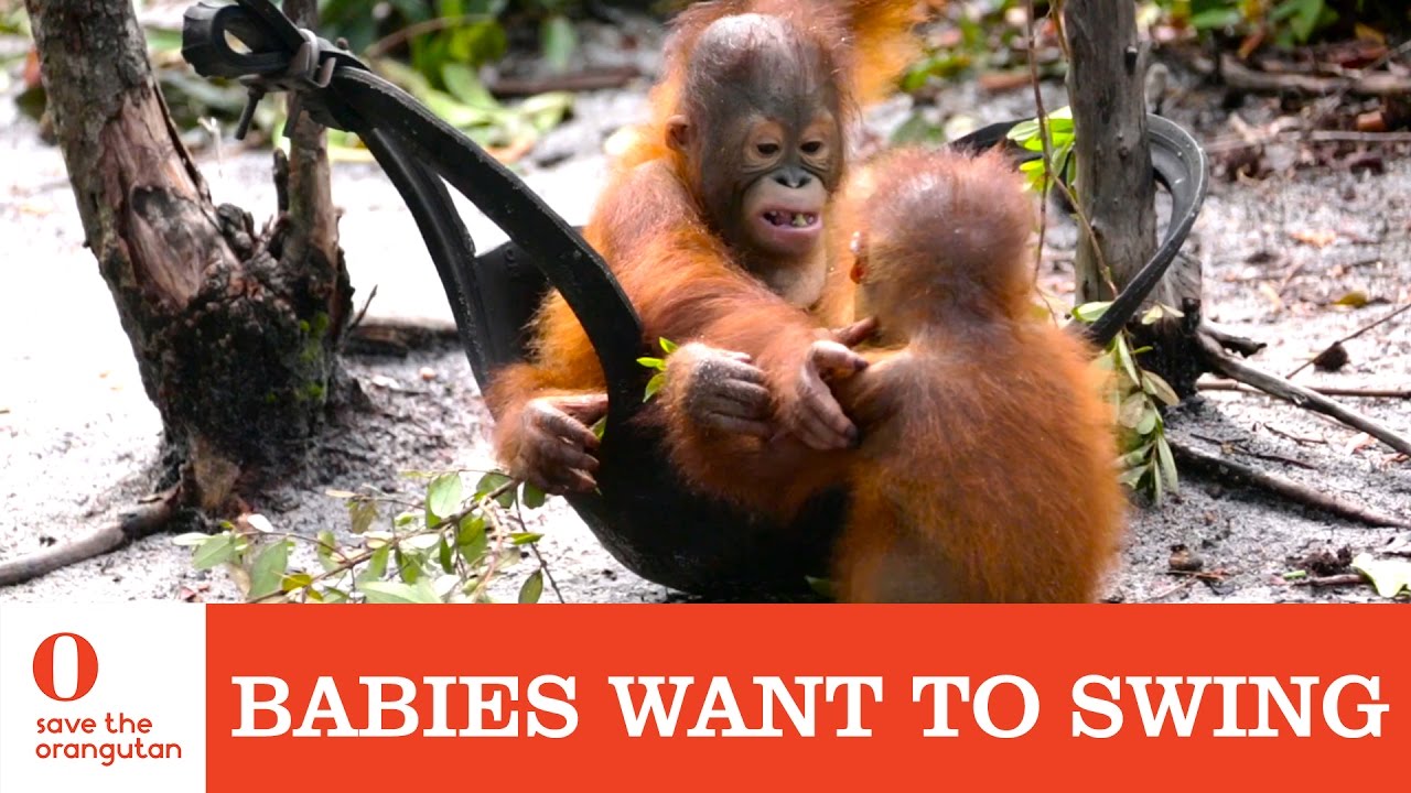 Babies want to swing - Save the Orangutan