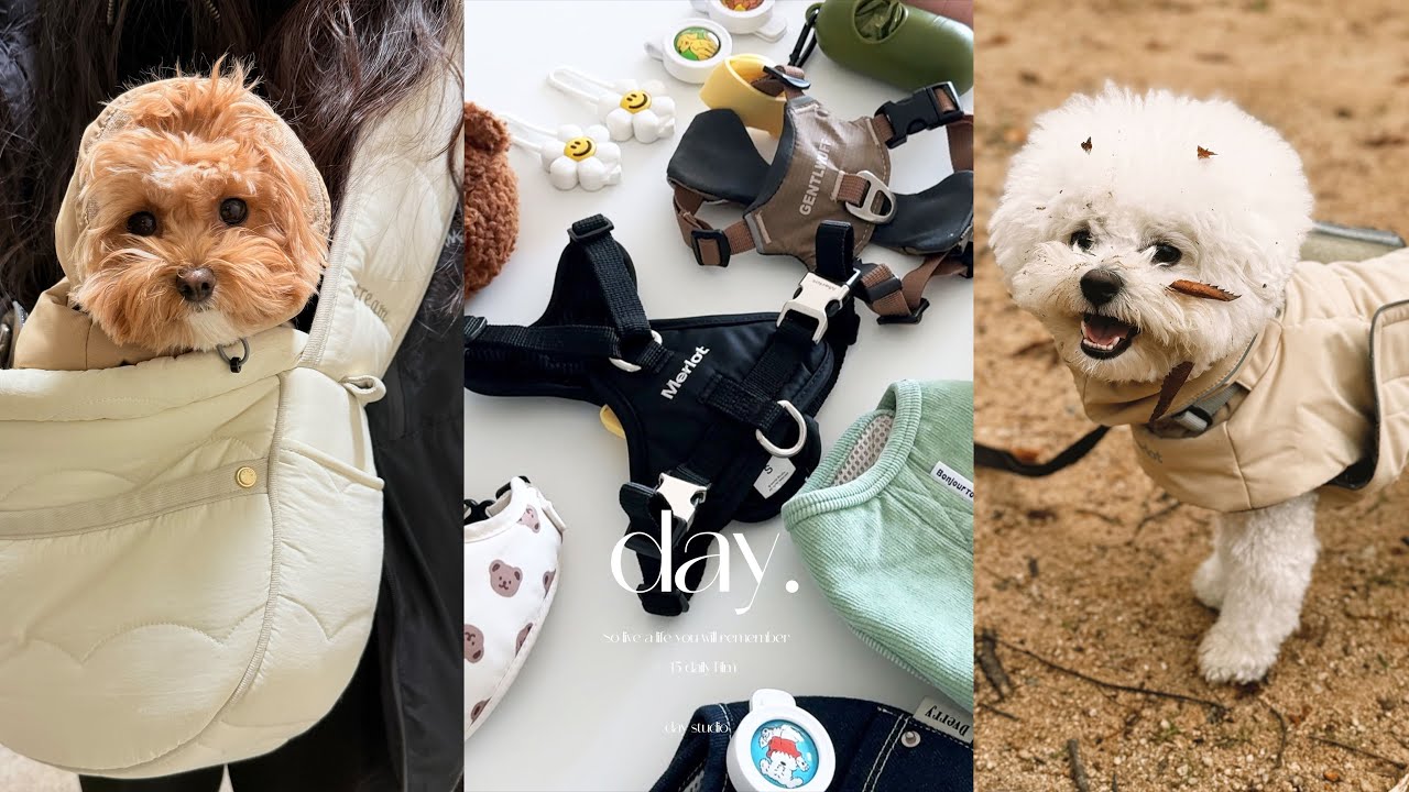 🐶요청 많았던 내돈내산 강아지 외출, 여행 추천템!🐕 여행가방 대중교통or 기내용 / 하네스 리드줄 / 강아지 눈물 관절 사료 간식 / 털복숭이들과 함께 사는 30대 직장인