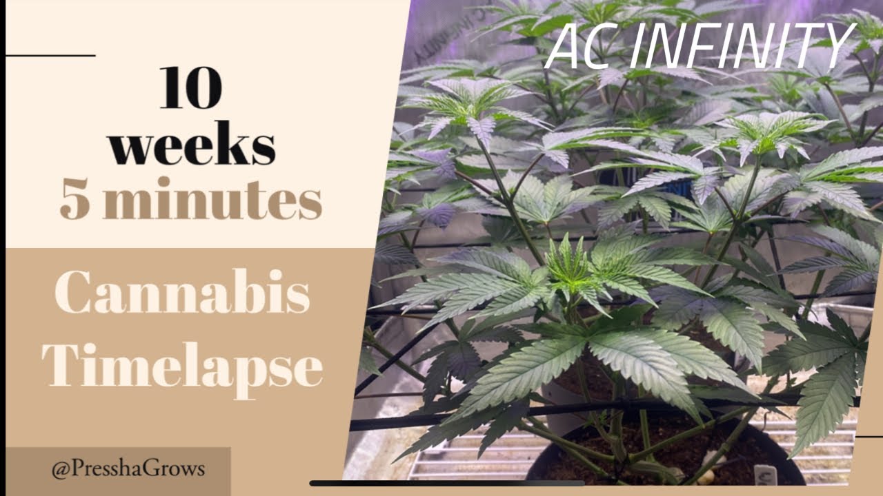 Cannabis Timelapse seed to harvest part 1 Inside: Ac Infinity Kit 2x2 / ILGM genetics #ilgm_official