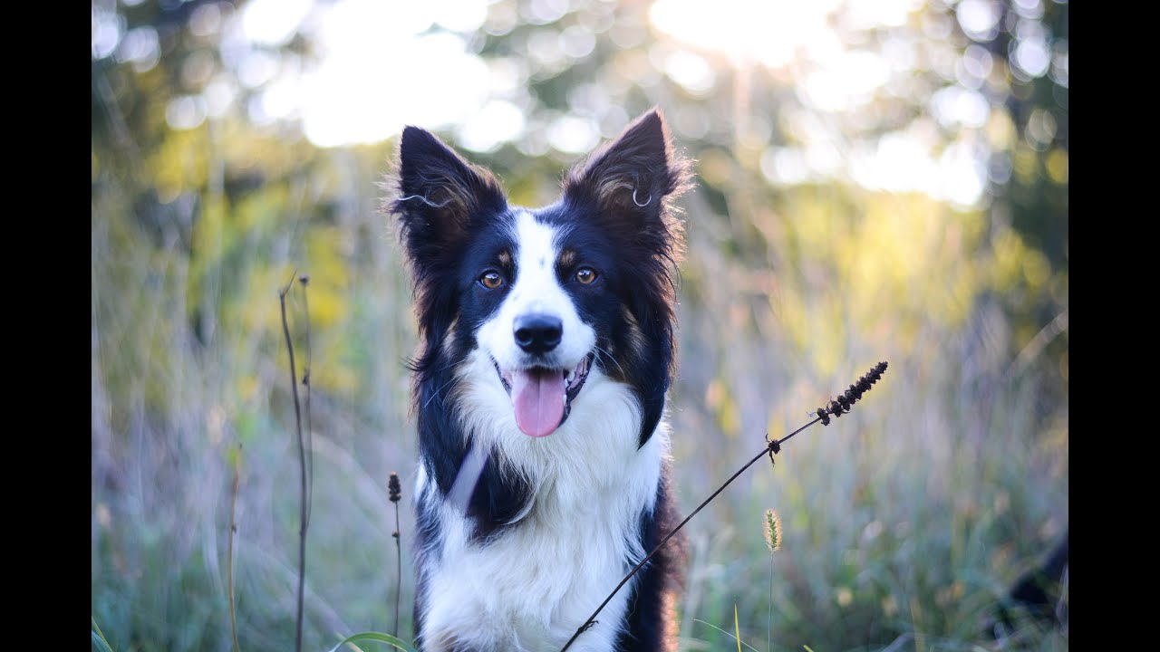 Doggone Jolly's Hundreds of Smiles, 1 year ♡